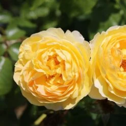 Rosa Belle De Jour ('Deljauper') (PBR) -Garden Plant Store pl2000040031 card4 lg