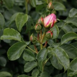 Rosa Belle De Jour ('Deljauper') (PBR) -Garden Plant Store pl2000040031 card5 lg