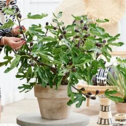 Fig Little Miss Figgy ('Lmf01') (PBR) -Garden Plant Store pl2000040198 card2 lg