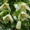 Clematis 'Christmas Surprise' -Garden Plant Store pl2000040204