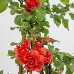 Chaenomeles Speciosa 'Orange Storm' (PBR)