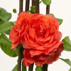 Chaenomeles Speciosa 'Orange Storm' (PBR) -Garden Plant Store pl2000040216 card3 lg