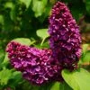 Syringa Vulgaris 'Andenken An Ludwig Späth' -Garden Plant Store pl2000040245