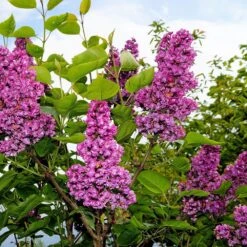 Syringa Vulgaris 'Andenken An Ludwig Späth' -Garden Plant Store pl2000040245 card3 lg