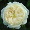 Rosa Macmillan Nurse ('Beamac') 2 Rosa Macmillan Nurse ('Beamac') -Garden Plant Store pl2000040313