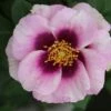 Rosa Eyes For You ('Pejbigeye') (PBR) -Garden Plant Store pl2000040464
