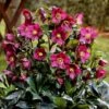 Helleborus HGC Ice 'N' Roses Red ('Coseh 4100') (PBR) -Garden Plant Store pl2000040471