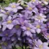 Clematis Cézanne ('Evipo023') (PBR) (Boulevard Series) -Garden Plant Store pl2000040480