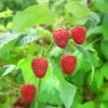 Raspberry 'Malling Promise' 1 Raspberry 'Malling Promise' -Garden Plant Store pl2000040489