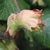 Cobnut 'Webb's Prize Cob' -Garden Plant Store pl2000040502