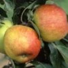 Apple 'James Grieve' -Garden Plant Store pl2000040516