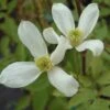 Clematis Montana Var. Wilsonii -Garden Plant Store pl2000041157
