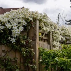 Clematis × Cartmanii 'Avalanche' (PBR) 11 Clematis × Cartmanii 'Avalanche' (PBR) -Garden Plant Store pl2000041160 card5 lg