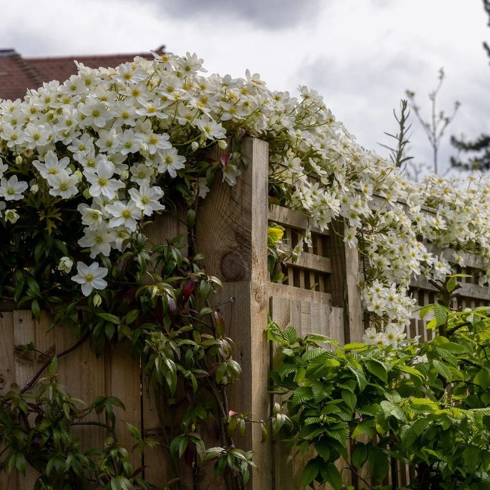 Clematis × Cartmanii 'Avalanche' (PBR) 7 Clematis × Cartmanii 'Avalanche' (PBR) - Image 5