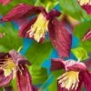 Clematis Cirrhosa Var. Purpurascens 'Lansdowne Gem' -Garden Plant Store pl2000041221
