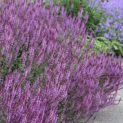 Circles & Spires Collection -Garden Plant Store pl2000041243 card3 lg