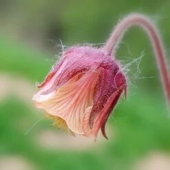 Geum Rivale