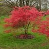 Acer Palmatum 'Beni-maiko' -Garden Plant Store pl2000041404