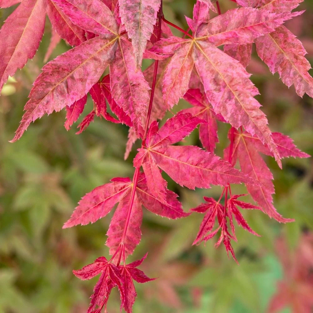 Acer Palmatum 'Beni-maiko' 4 Acer Palmatum 'Beni-maiko' - Image 2