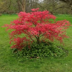 Acer Palmatum 'Beni-maiko' 9 Acer Palmatum 'Beni-maiko' -Garden Plant Store pl2000041404 card4 lg