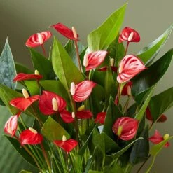 Anthurium 'Million Flowers' -Garden Plant Store pl2000041447 card4 lg