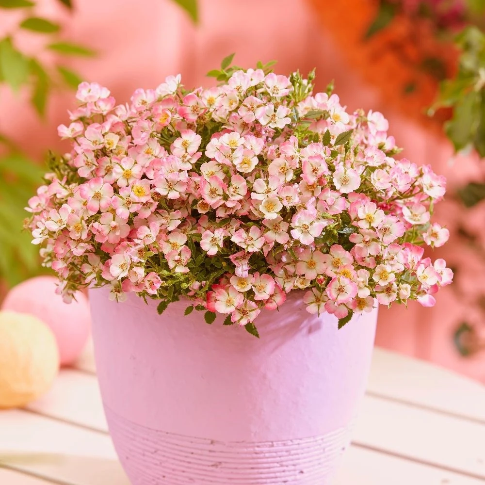 Rosa Cutie Pie ('ROP007') (PBR) 5 Rosa Cutie Pie ('ROP007') (PBR) - Image 3