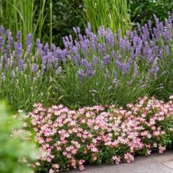 Rosa Cutie Pie ('ROP007') (PBR) 11 Rosa Cutie Pie ('ROP007') (PBR) -Garden Plant Store pl2000041521 card4 lg