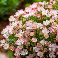 Rosa Cutie Pie ('ROP007') (PBR) 12 Rosa Cutie Pie ('ROP007') (PBR) -Garden Plant Store pl2000041521 card5 lg