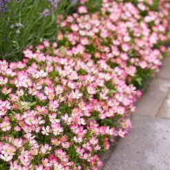 Rosa Cutie Pie ('ROP007') (PBR) 13 Rosa Cutie Pie ('ROP007') (PBR) -Garden Plant Store pl2000041521 card6 lg