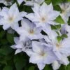 Clematis Tranquilité ('Evipo111') (PBR) (Boulevard Series) -Garden Plant Store pl2000042532