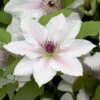 Clematis The Countess Of Wessex ('Evipo073') (PBR) (Boulevard Series) -Garden Plant Store pl2000042534