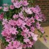 Clematis Ooh La La ('Evipo041') (PBR) (Boulevard Series) -Garden Plant Store pl2000042535