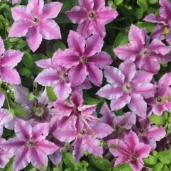 Clematis Ooh La La ('Evipo041') (PBR) (Boulevard Series) 7 Clematis Ooh La La ('Evipo041') (PBR) (Boulevard Series) -Garden Plant Store pl2000042535 card3 lg