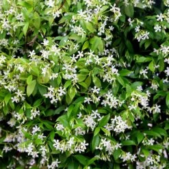 Trachelospermum Jasminoides -Garden Plant Store pl2000042580 card3 lg