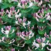 Lonicera Caprifolium -Garden Plant Store pl2000042595