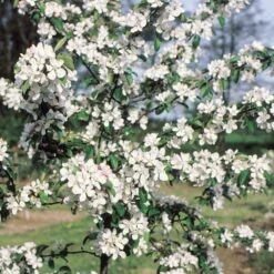 Malus × Atrosanguinea 'Gorgeous' -Garden Plant Store pl2000042636 card2 lg