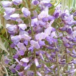 Wisteria Floribunda 'Kokuryū'