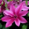 Clematis Darcy ('Evipo106') (PBR) (Tudor Patio Series) -Garden Plant Store pl2000042727