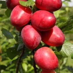 Mirabelle 'Ruby COLLUMNAR'
