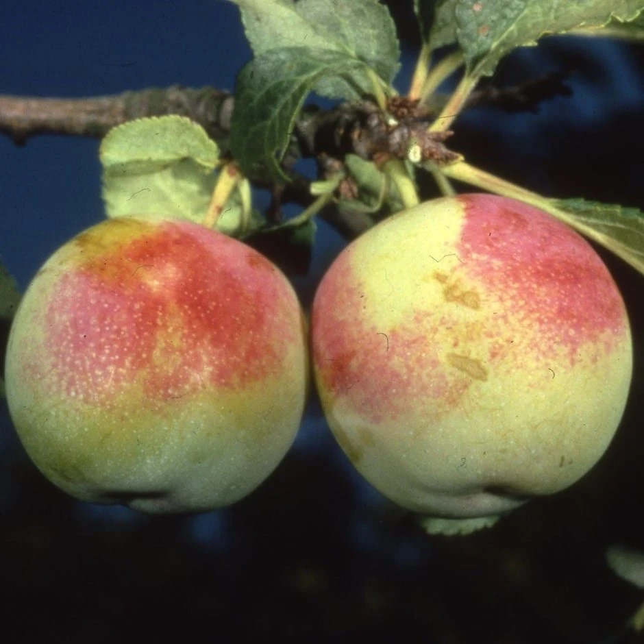 Greengage 'Early Transparent' 3 Greengage 'Early Transparent'