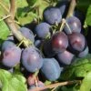 Damson 'Merryweather Damson' -Garden Plant Store pl2000042766