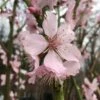 Almond 'Robijn' -Garden Plant Store pl2000042775