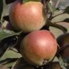 Apple 'Dabinett' (Cider) -Garden Plant Store pl2000042786