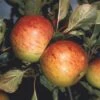 Apple 'Sunset' -Garden Plant Store pl2000042791