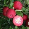 Apple 'Rossete' -Garden Plant Store pl2000042794