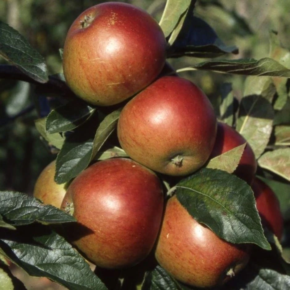 Apple 'Ellison's Orange' 3 Apple 'Ellison's Orange'