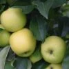 Apple 'Greensleeves' (PBR) -Garden Plant Store pl2000042798