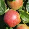 Apple 'Howgate Wonder' -Garden Plant Store pl2000042801