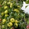 Apple 'Limelight' -Garden Plant Store pl2000042804