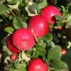Apple 'Red Devil' -Garden Plant Store pl2000042808